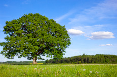 Индекс устойчивости лесопользования регионов