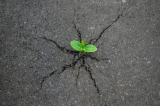 Рынок кредитования малого и среднего бизнеса по итогам 2025 года и прогноз на 2026-й: нереальный МСБ